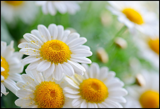 White daisies - Top matched 5th Anniversary flower White daisies - Top matched 5th Anniversary flower